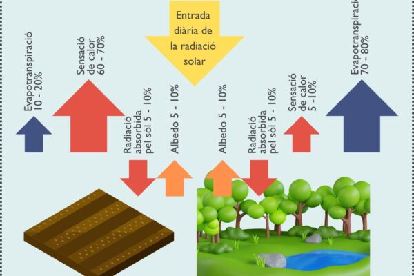 infografia comparativa de la distribució de l'energia solar en un camp nu i en una zona arbrada i amb estany