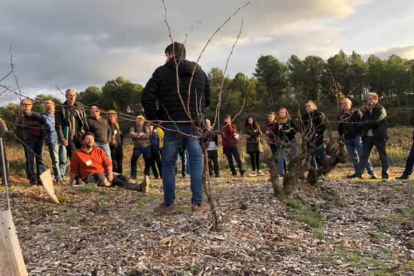 Trobada agricultura del sòl viu d'adaptació de la vinya al canvi climàtic