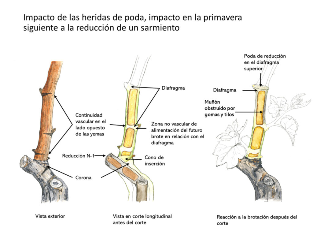 Impacte de la poda en vinya